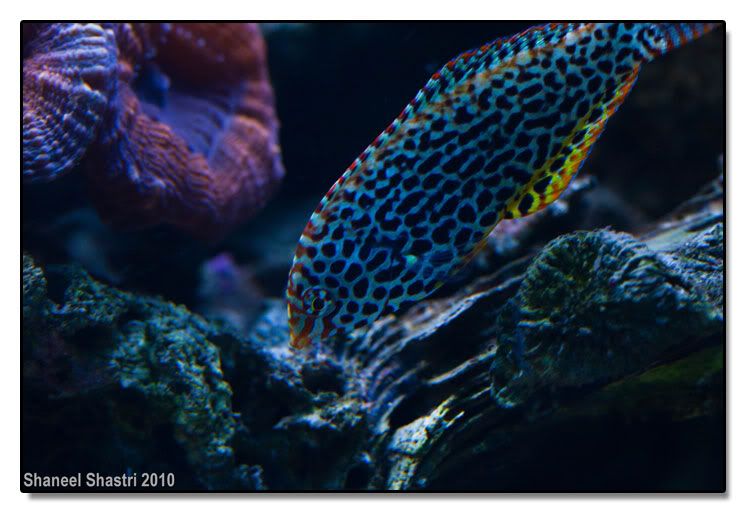 Neon Wrasse