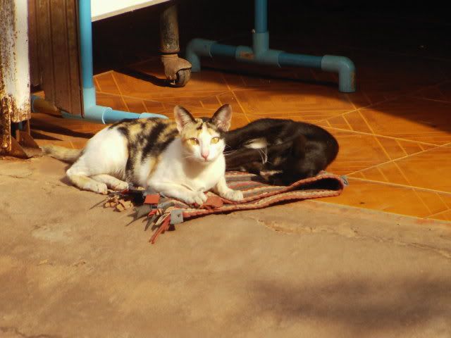 PIC01846.jpg