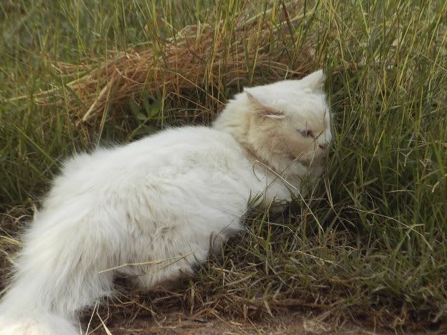 PIC01868.jpg