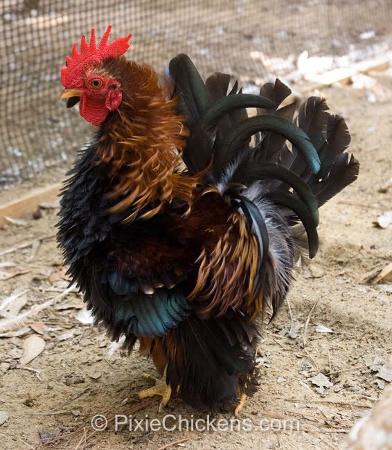 Copper Top Pictures, Images and Photos