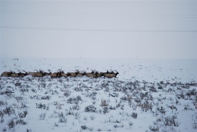 elk3-1.jpg