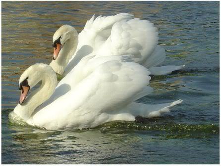 swans photo:  mute-swan-pair-1.jpg