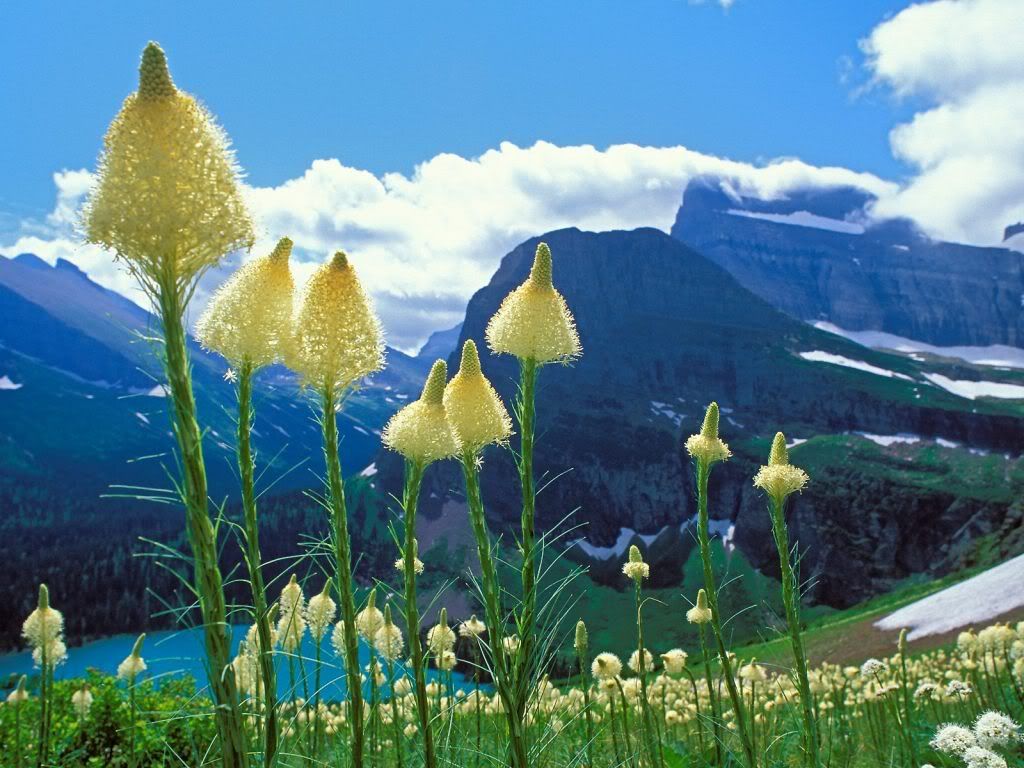 BeargrassGrinnellLakeGlacierNationa.jpg