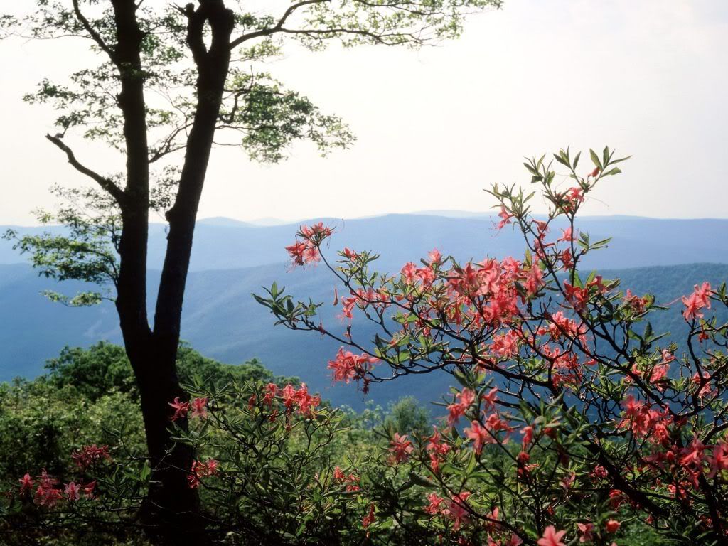 BlueRidgeMountainsNorthCarolina.jpg