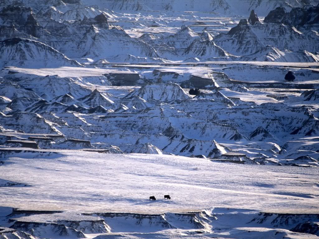 DistantBisonBadlandsSouthDakota.jpg