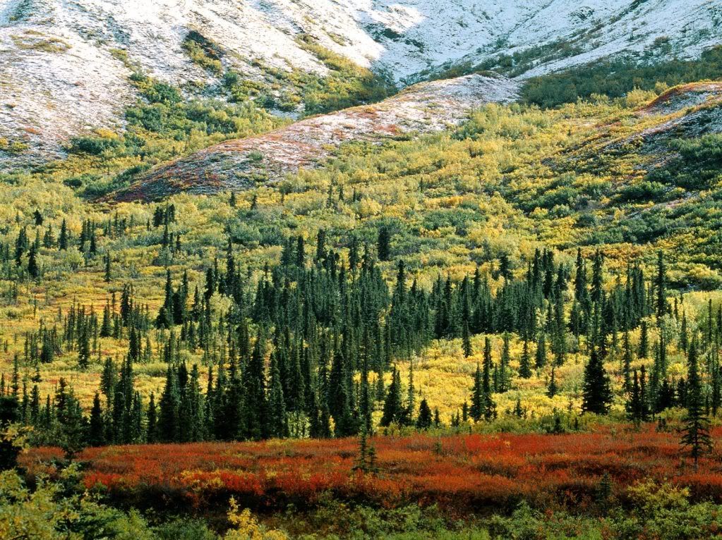 FallTundraDenaliNationalParkAlaska.jpg