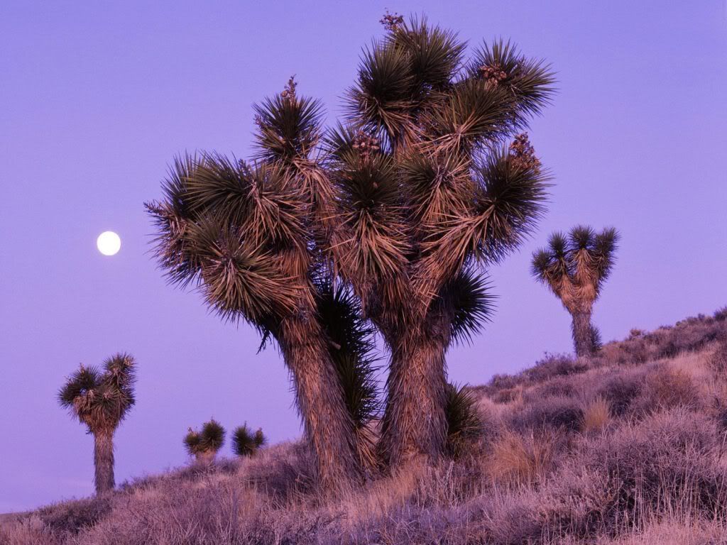 MoonriseOverJoshuaTreesDeathValleyN.jpg