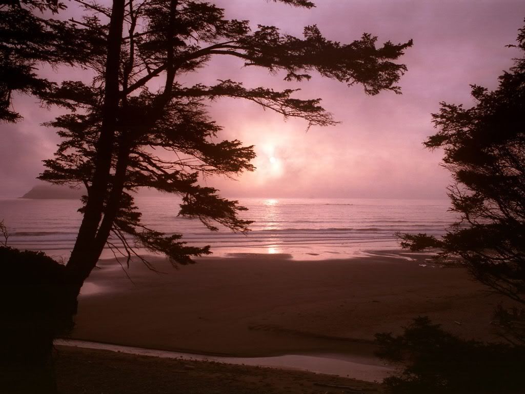 MosquitoCreekMeetstheSeaOlympicNati.jpg