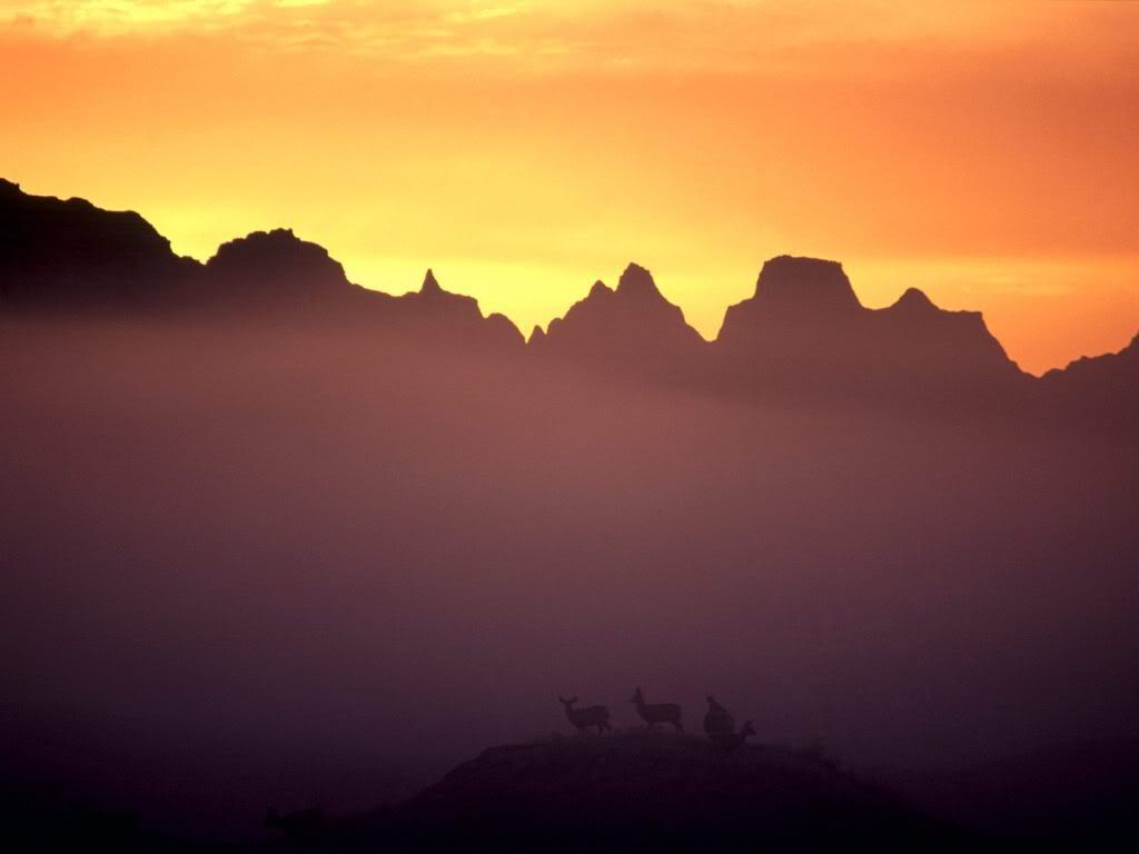 MuleDeeratSunriseBadlandsSouthDakot.jpg