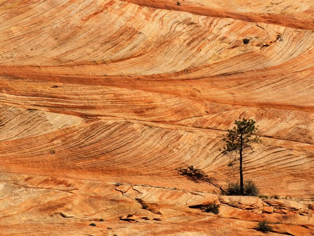 SingleTreeonSandstoneFormationZionN.jpg