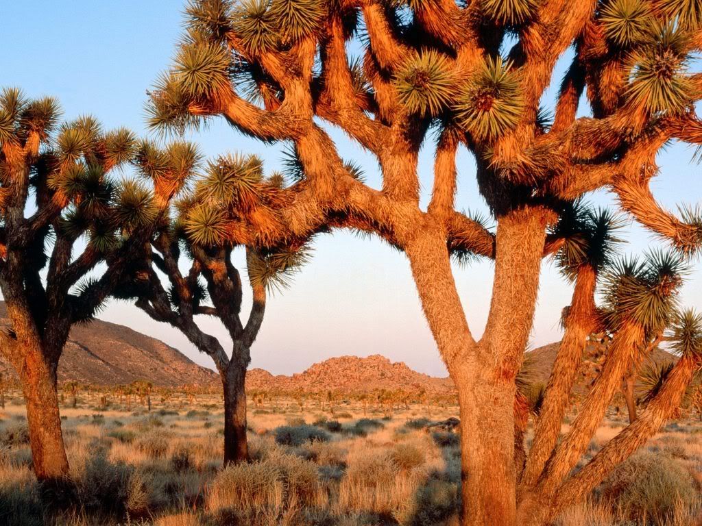 SunriseJoshuaTreeNationalMonumentCa.jpg