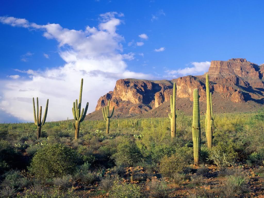 SuperstitionMountainsTontoNationalF.jpg