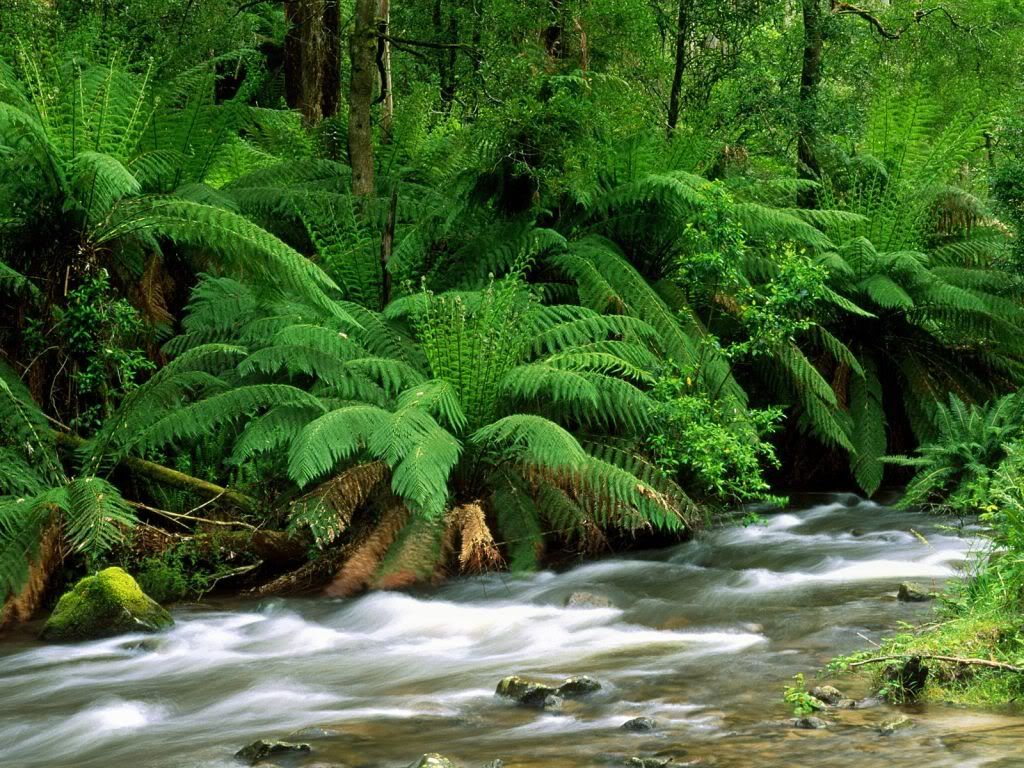 YarraRangesNationalParkAustralia.jpg
