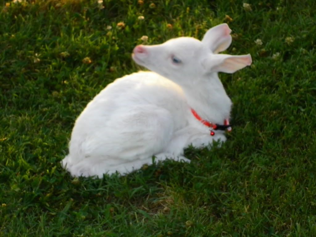 albino fawn