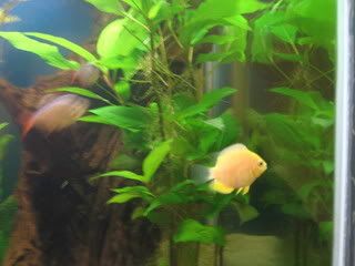 gold severum